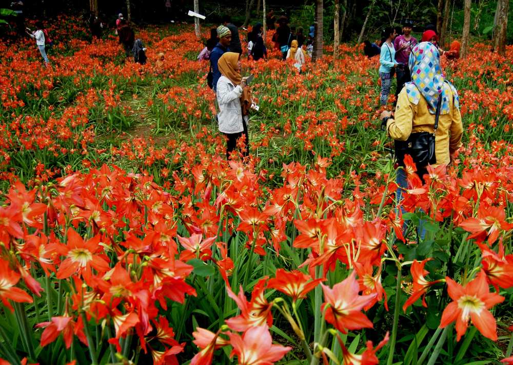 Lily di Gunung Kidul, Sensasi Eropa di Indonesia