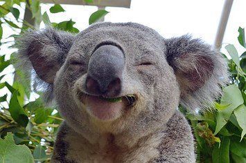 koalafied-to-not-give-a-fk-2-9266-1430375809-6_big