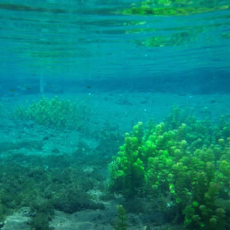 Pemandangan bawah air yang asri dari sumber sirah.