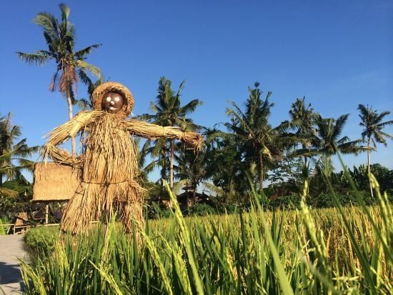 banyak di temui orang-orangan sawah dipersawahan