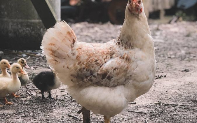 Uniknya Warga +62 Mengisolasi Diri #DiRumahAja: Kompetisi Nangkep Ayam dan Sapi di Medsos