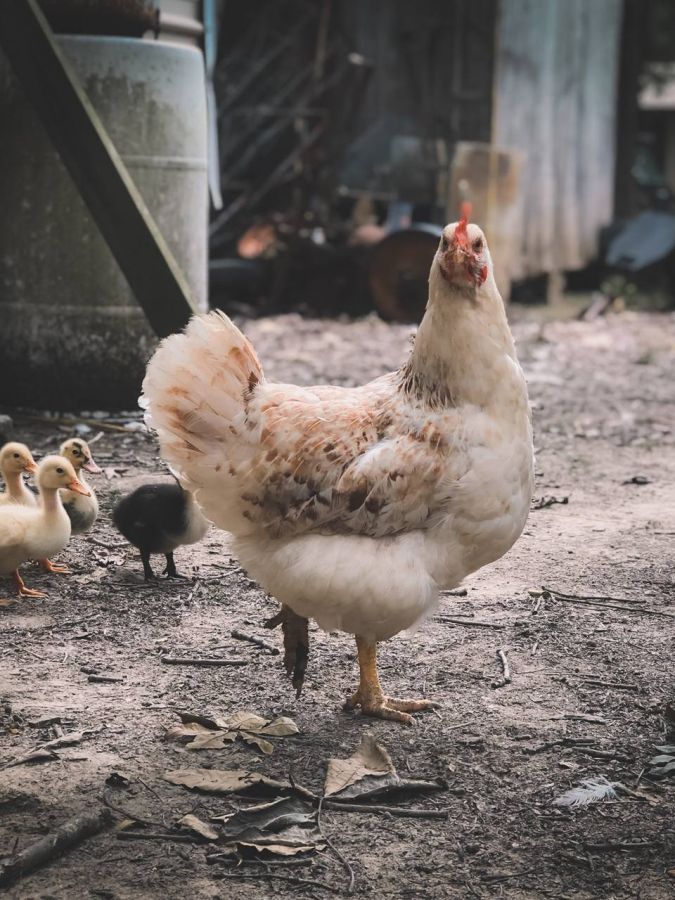 Uniknya Warga +62 Mengisolasi Diri #DiRumahAja: Kompetisi Nangkep Ayam dan Sapi di Medsos