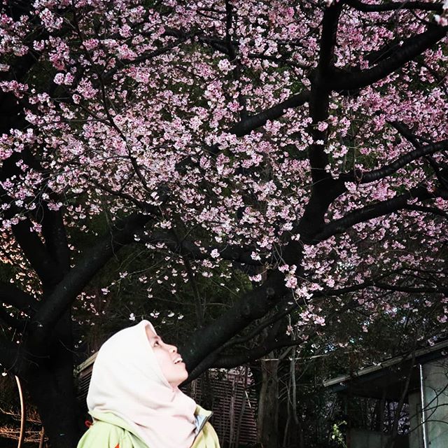 #PuisiHipwee Tantang Harap Kawazu Sakura