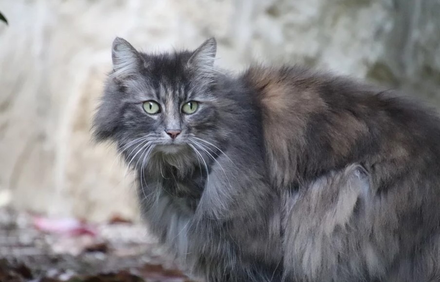 6 Manfaat Kucing Untuk Kesehatan Mental. Ampuh Juga Buat Kegalauanmu, Loh!