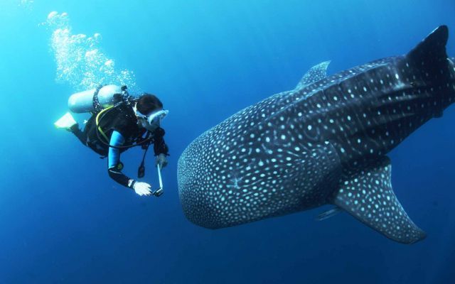 Whale Shark Diving