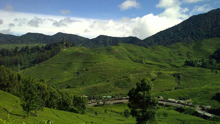 Alasan Untuk Liburan di Puncak