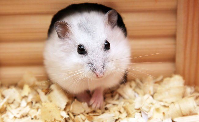 susahnya cari serutan kayu buat hamster kesayangan