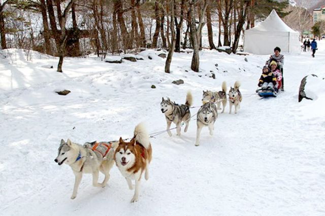 Taebaek Mountain Snow Festival