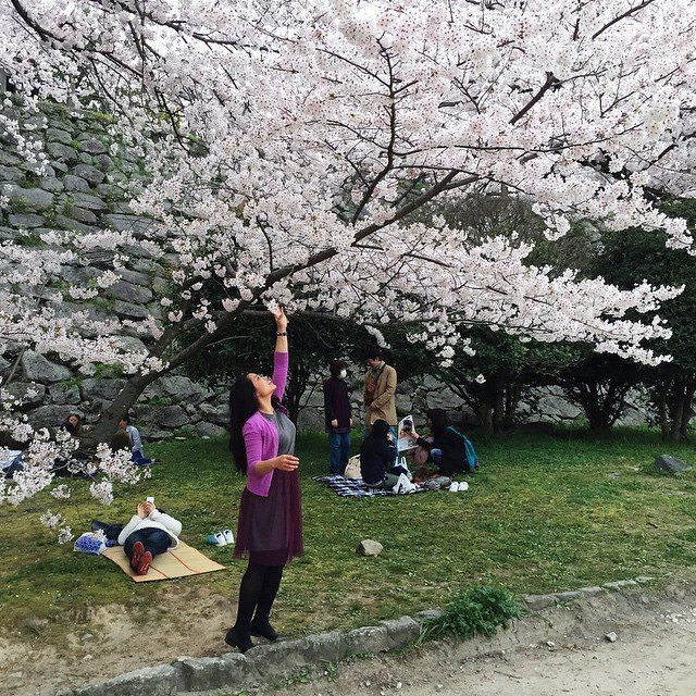 Memetik bunga Sakura di Fukuoka Castle