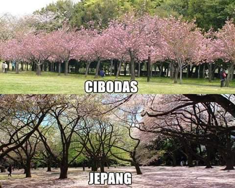 Bunga Sakura Cibodas