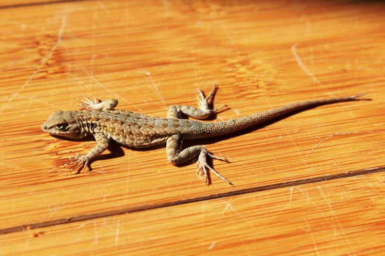 Bangsa Lizard. Lizard House.