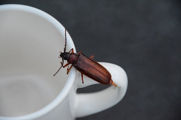 salah dia sendiri suka kopi, bikin perangkap yuk