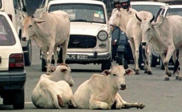 sapi menjadi salah satu wujud dewa