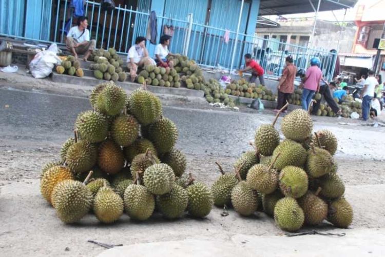 musim duren