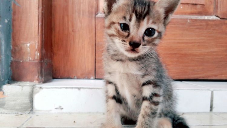 Surat Dari Lucky, Kucing Kecil yang Mungkin Kamu Tak Akan Peduli