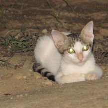 Ayo, Uji Pengetahuan Seputar Dunia Kucing di Sini!