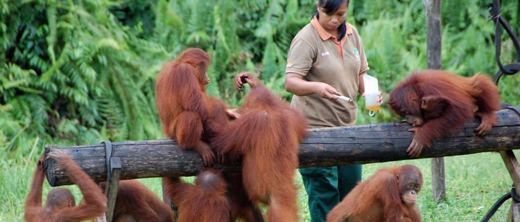 Program-Reintroduksi-Kalimantan-Tengah-1400x600