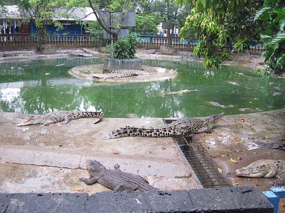 Halo buaya darat