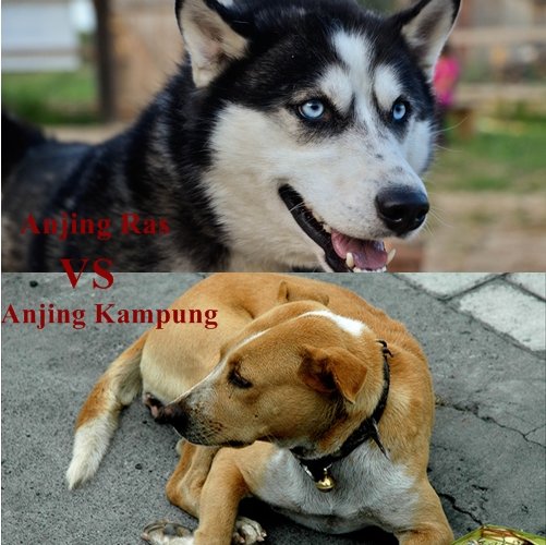 anjing ras vs anjing kampung