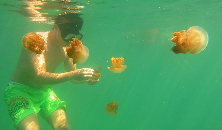 Kesempatan untuk bisa menyentuh ubur-ubur. Ayo, snorkeling di Derawan.