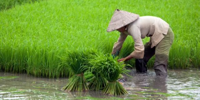 Petani, penjaga sumber pangan kita