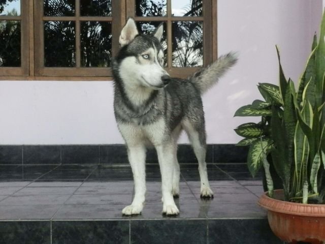 anjing husky