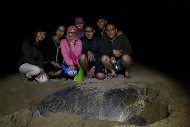 Menanti Penyu di Pantai Sukamade