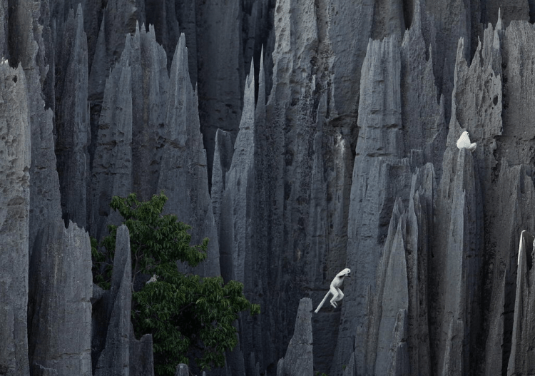 Hutan batu yang mengagumkan. Cuma ada di Madagaskar.