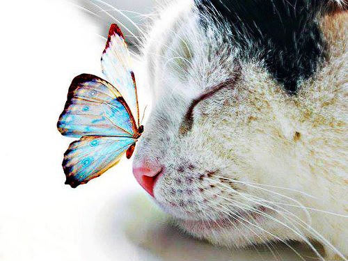 65904-Butterfly-On-Cat