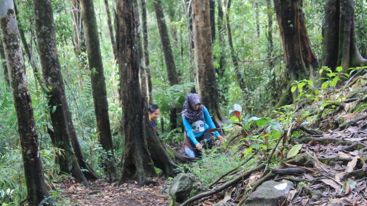 Membelah Belantara Hutan Sibolangit Ini Plesirku