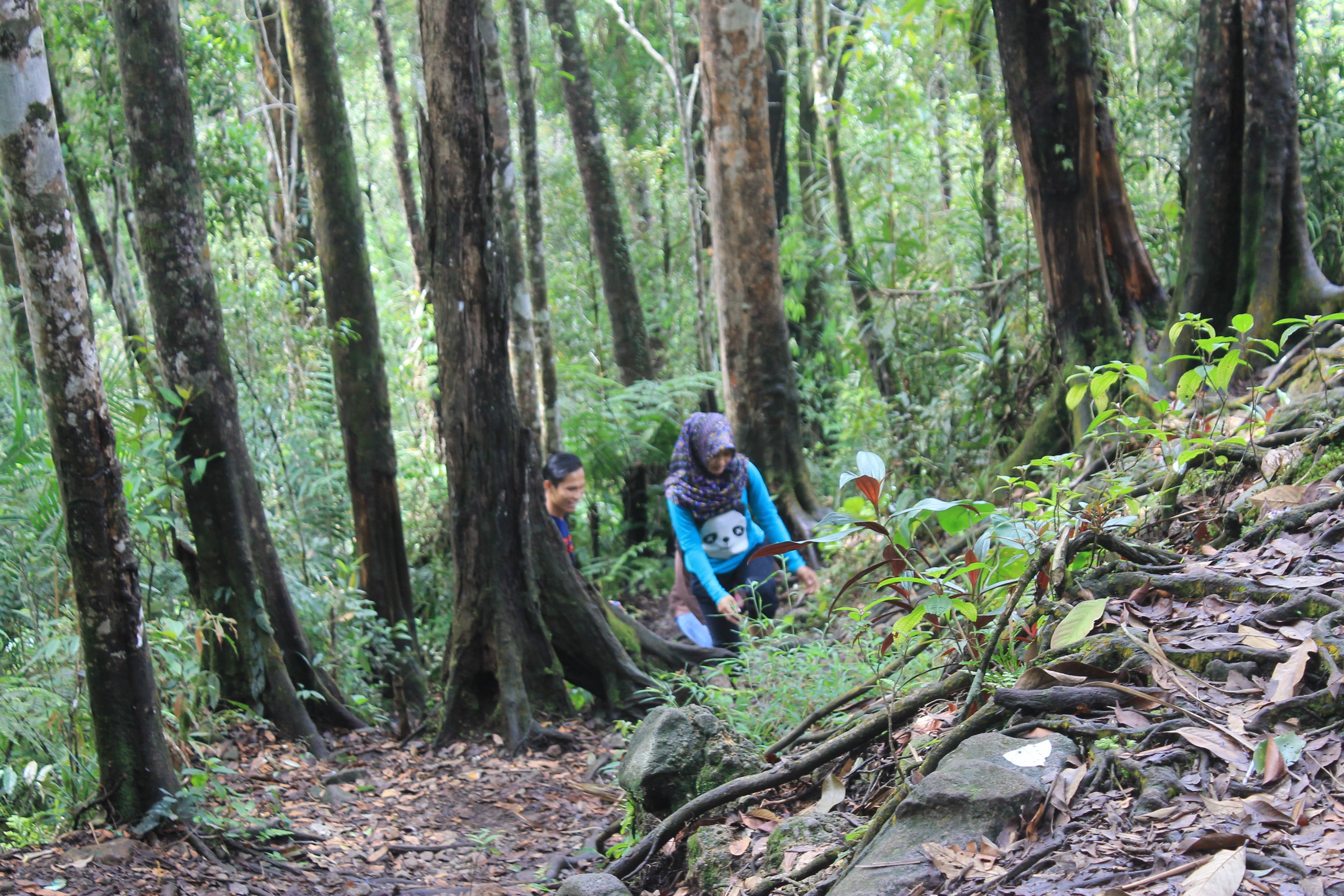 Membelah Belantara Hutan Sibolangit Ini Plesirku