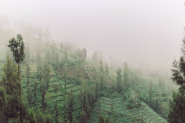 Salah satu bukit pertanian warga Desa Ngadirejo