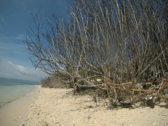 Bakau Kering di Pulau Tabuhan