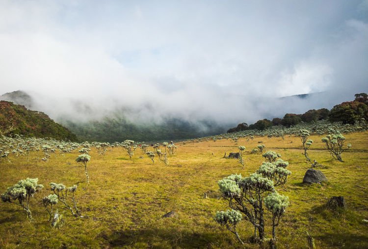 Hamparan bunga keabadian, Edelweiss.