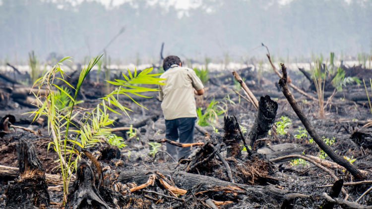 Musim Kemarau Segera Datang Menjelang! Jangan Sampai Lagi Terjadi Kebaran Hutan di Indonesia!