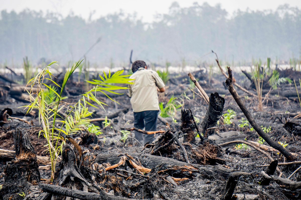 Musim Kemarau Segera Datang Menjelang! Jangan Sampai Lagi Terjadi Kebaran Hutan di Indonesia!