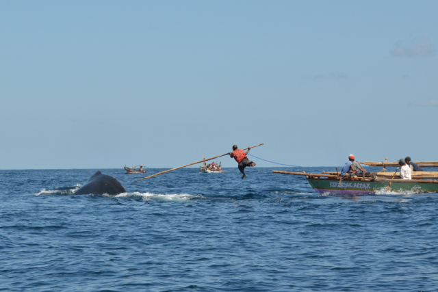 Whale Hunting with Traditional Harpoon