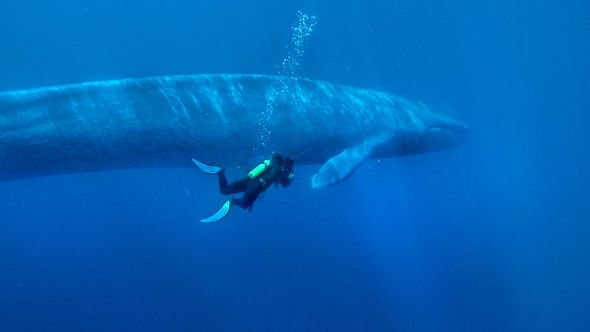 Blue Whale