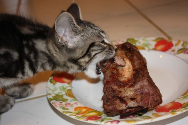 catbeef