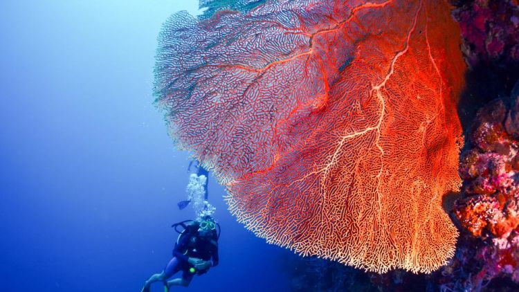 Satu Lagi Surga Dunia dari Pulau Bali, Pulau Menjangan! Wisata Bahari dan Religi Bisa Kamu Lakukan di Sini!