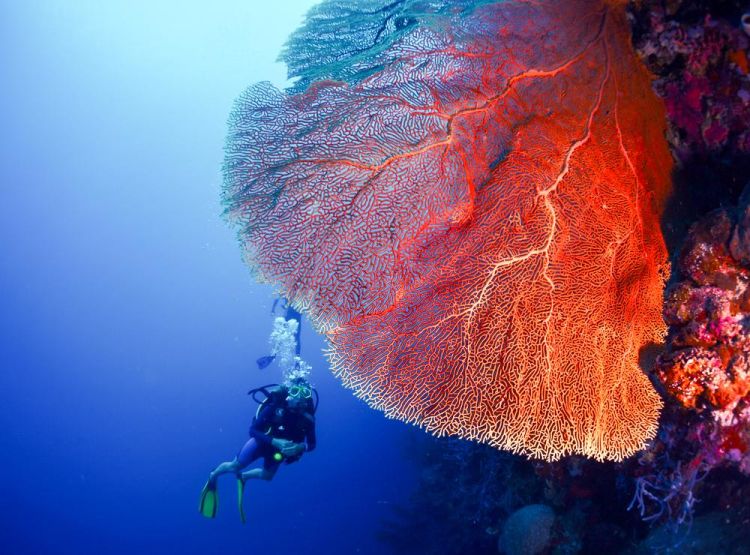 Scuba diving at Menjangan Island. Mau?