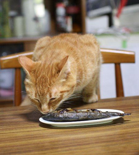 Ikan tongkol bisa bikin bulunya rontok