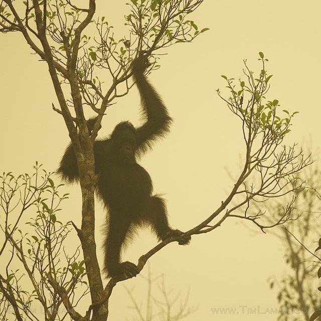 Bencana akan terus menimpa kawanan Orangutan ini. :(