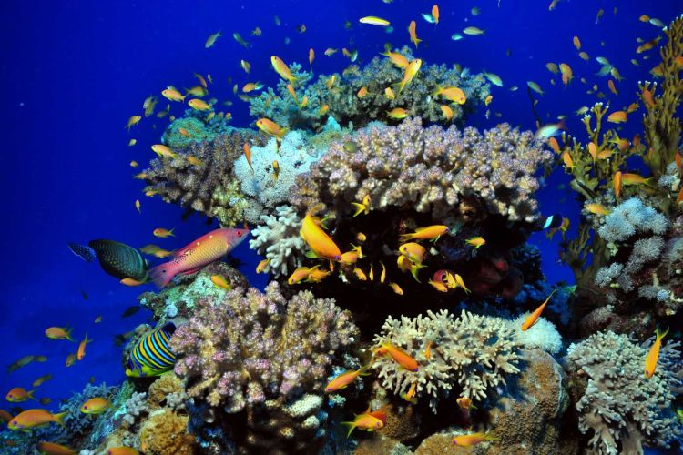 Biota laut di Pulau Menjangan.