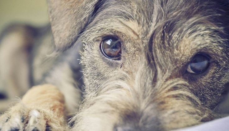 Sadis! Seekor Anjing Lucu Digebukin Gara-Gara Dikira Babi Ngepet.