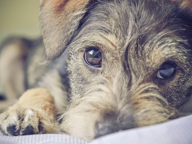 Sadis! Seekor Anjing Lucu Digebukin Gara-Gara Dikira Babi Ngepet.