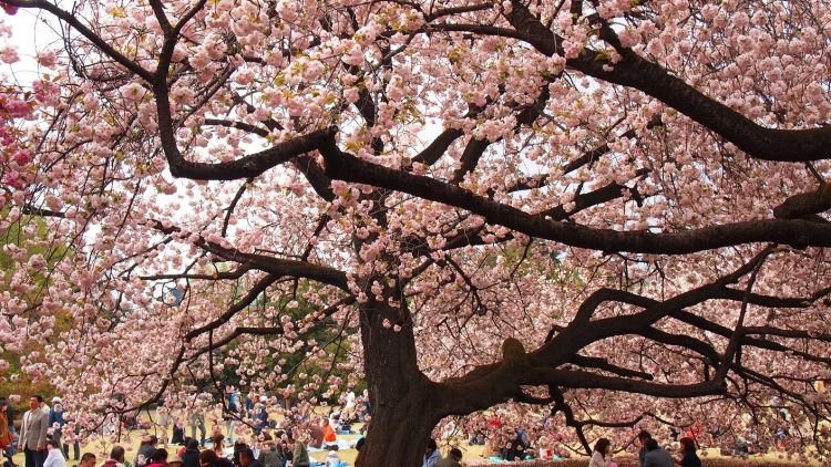 Demi Selfie Yang Eksentrik, Mereka Rela Merusak Keindahan Sakura! Semoga Ini yang Terakhir Kalinya Terjadi!