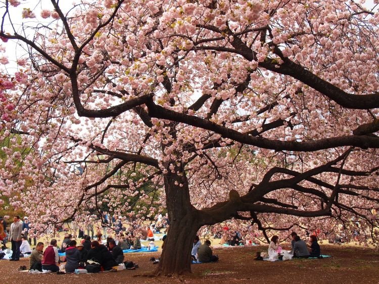 Hanami