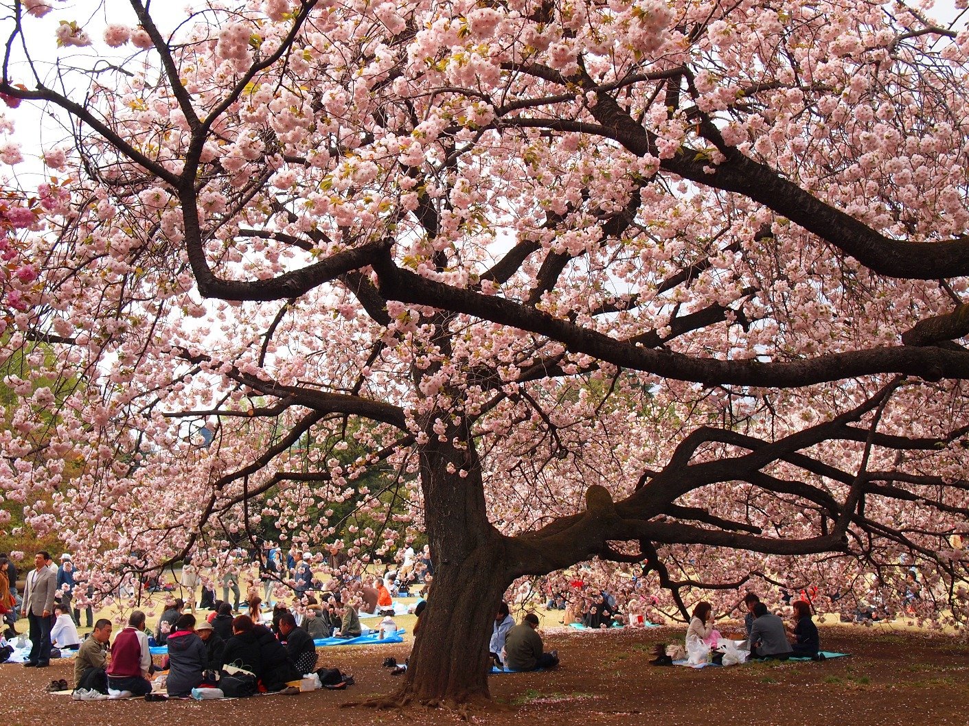 Demi Selfie Yang Eksentrik, Mereka Rela Merusak Keindahan Sakura! Semoga Ini yang Terakhir Kalinya Terjadi!