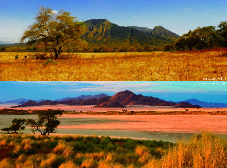 Savanna Baluran Vs Savanna Afrika